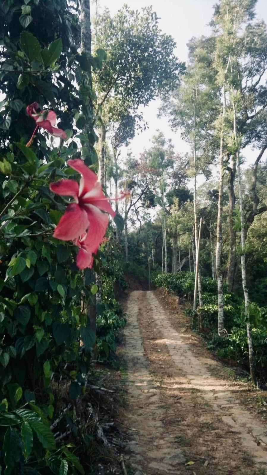 Villa Serene Woods à Madikeri Extérieur photo